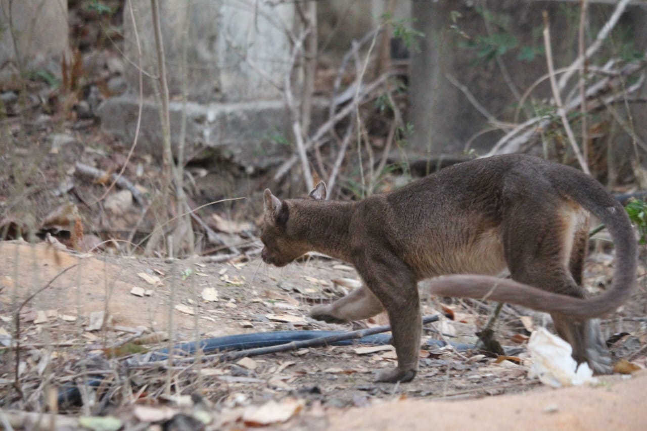 fosa