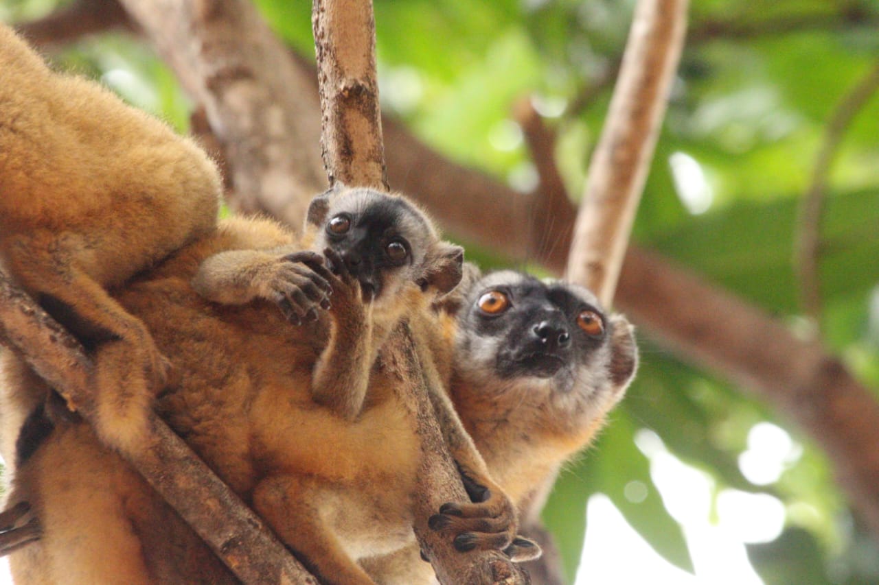 lemurs