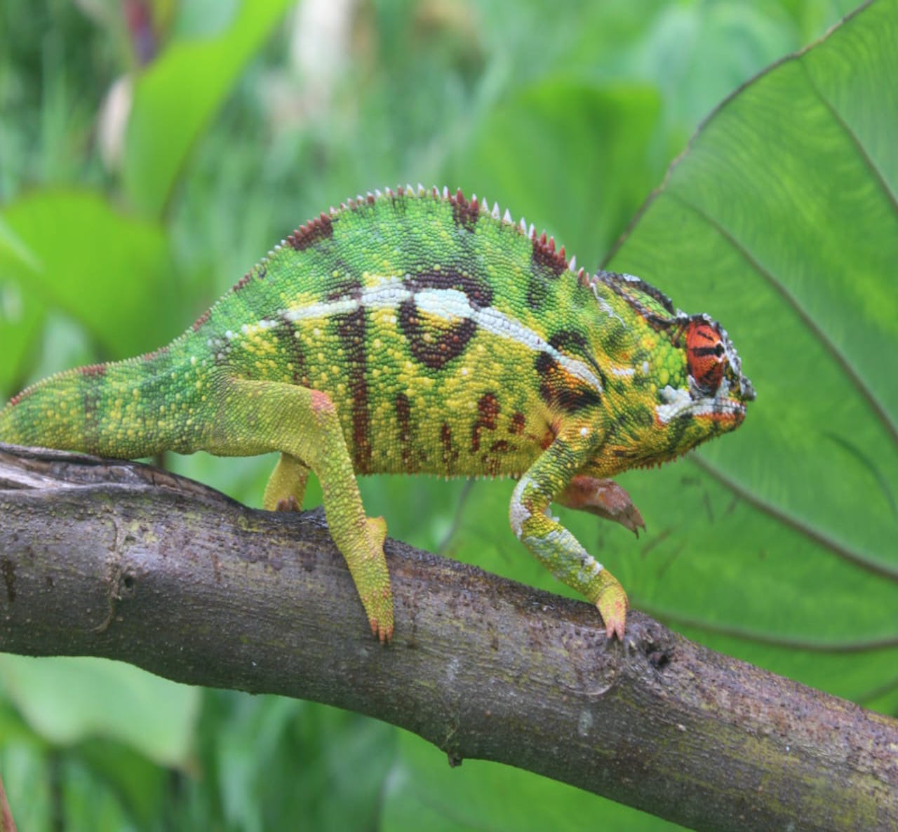 cameleon