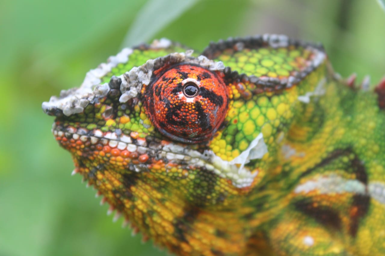 cameleon