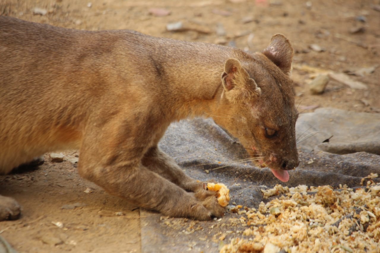 fosa