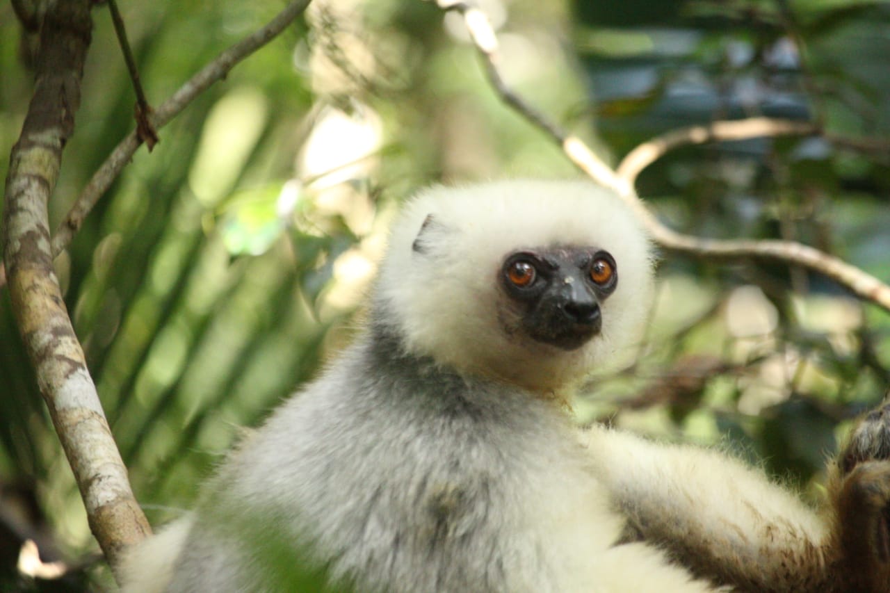 lemur