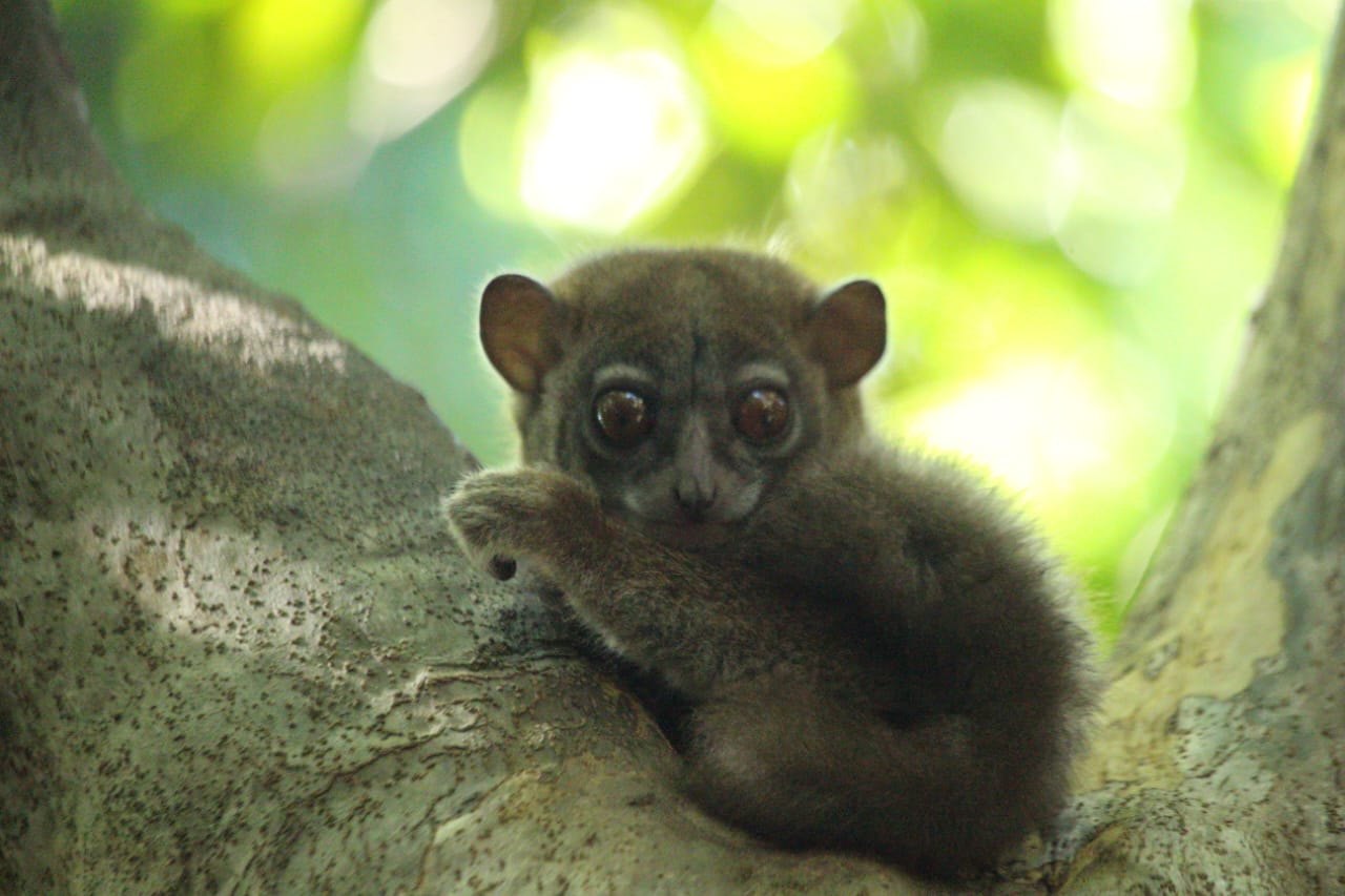 lemur