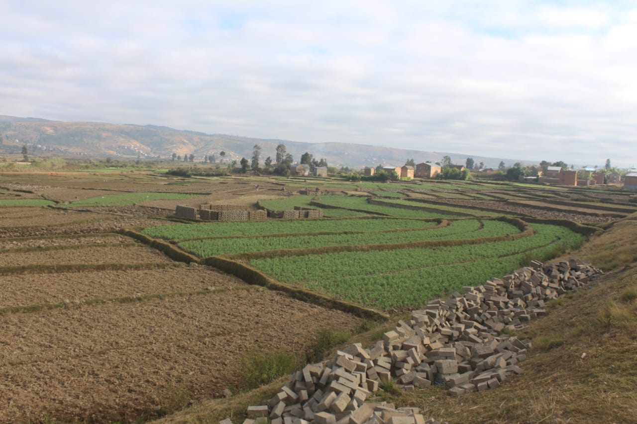 rice field