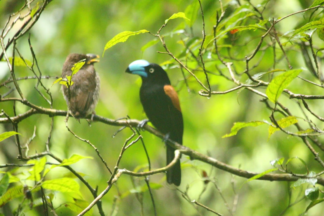 bird