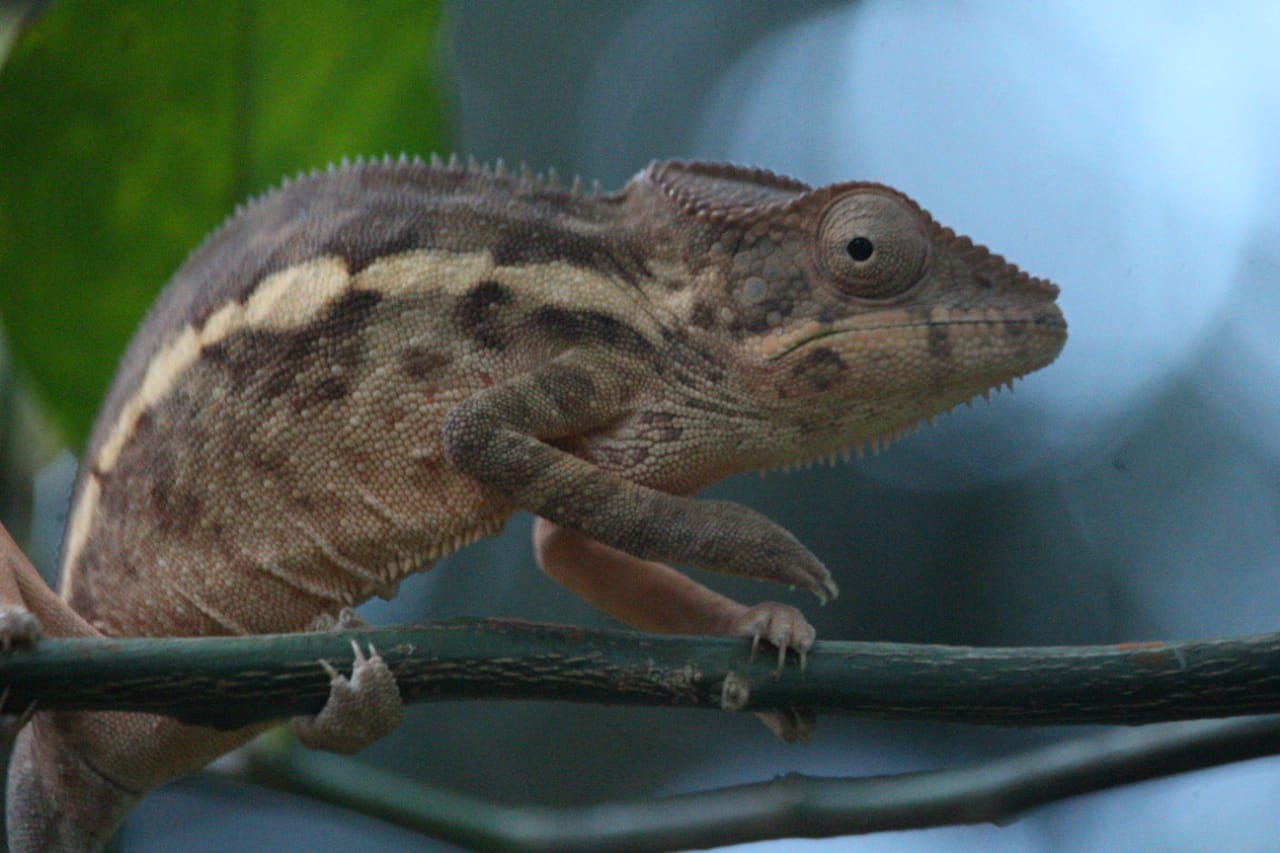 cameleon