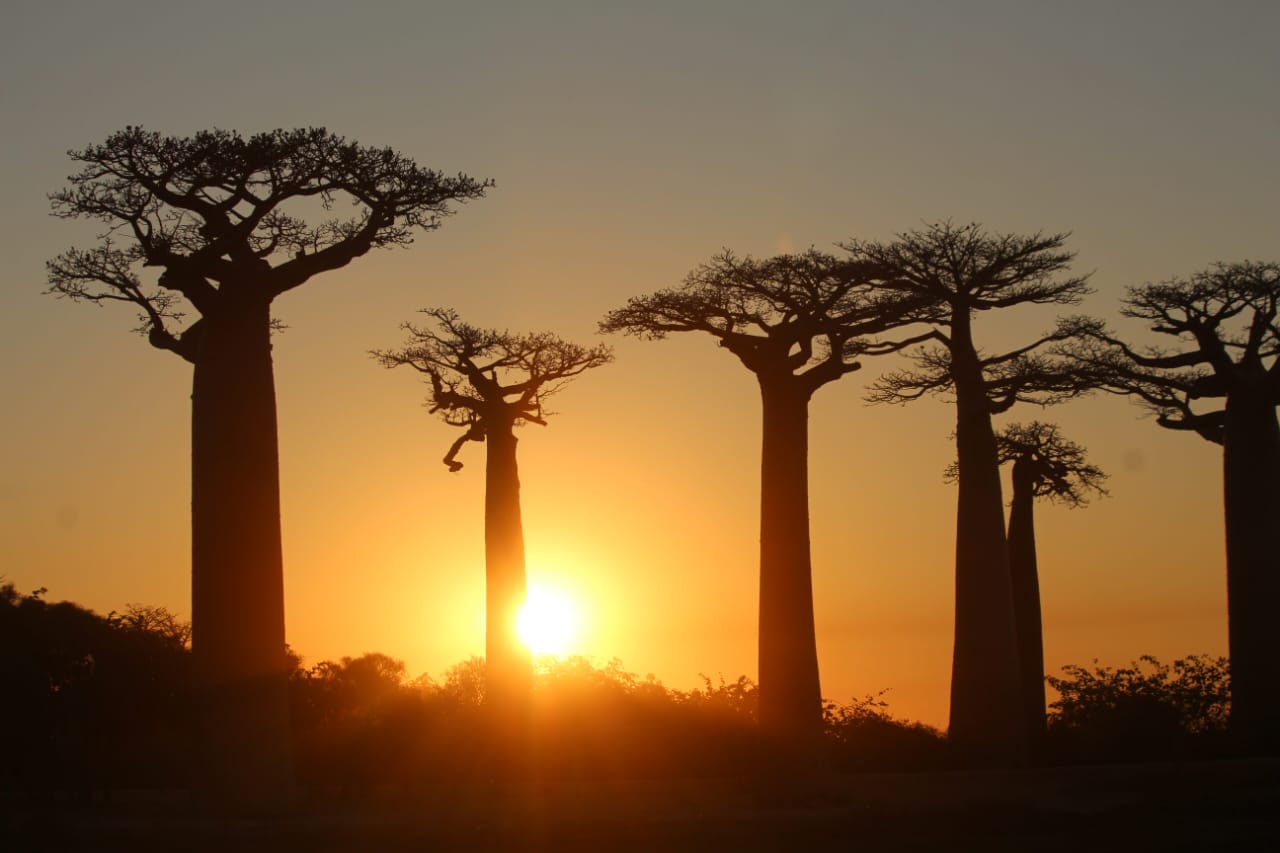 baobab